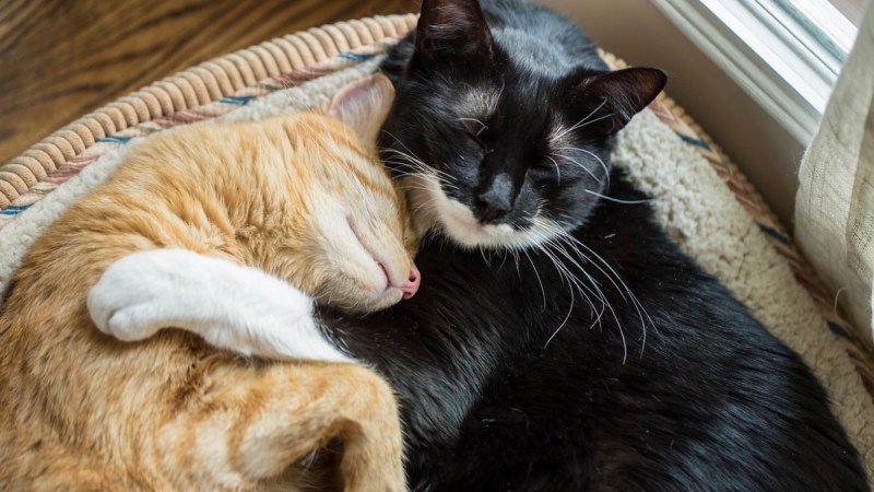 Коты обнимаются