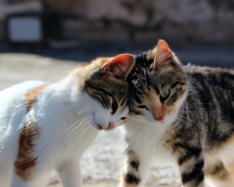 Котики обнимаются