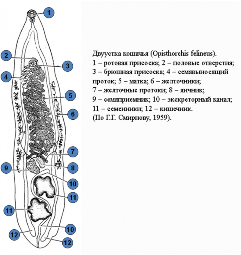 Описторхоз Кошачья двуустка