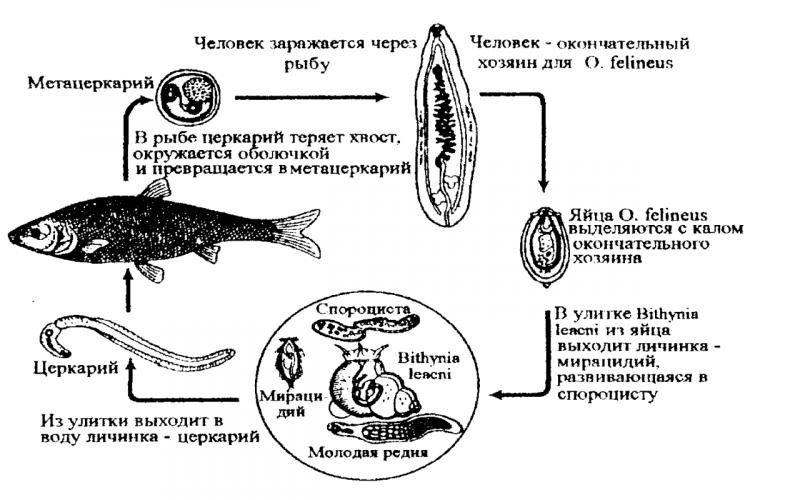 Церкария печеночного сосальщика