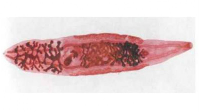 Кошачий (Сибирский) сосальщик (Opisthorchis felineus)
