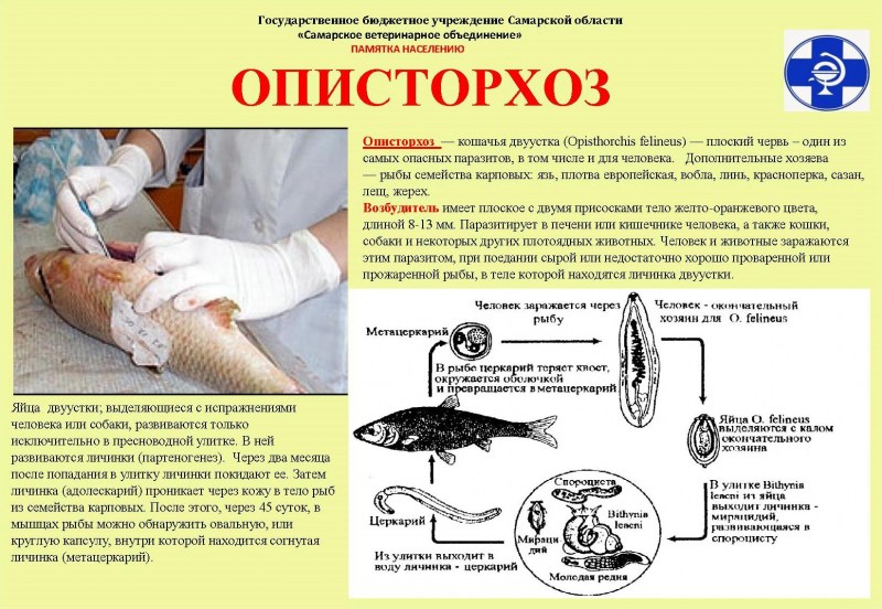 Псевдамфистомоз описторхоз