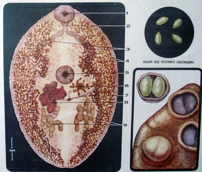Ланцетовидный сосальщик (Dicrocoelium lanceatum)