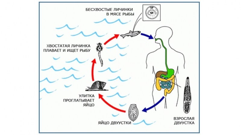 Цикл развития кошачьей двуустки схема