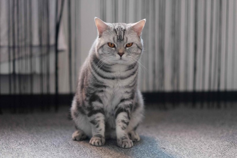 Большой шотландский кот прямоухий