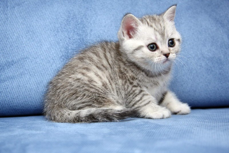 Скоттиш страйт кот серый