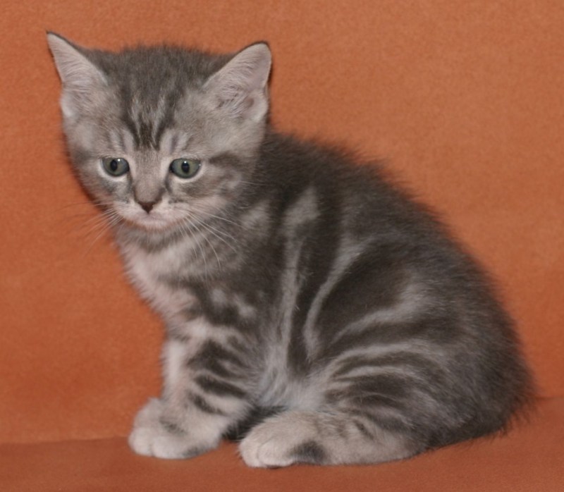 Скоттиш страйт котята