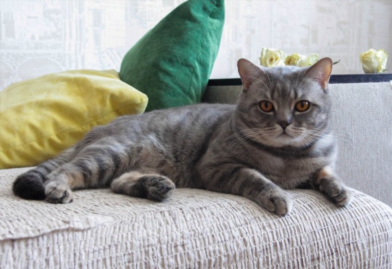 Котята шотландцы вискас