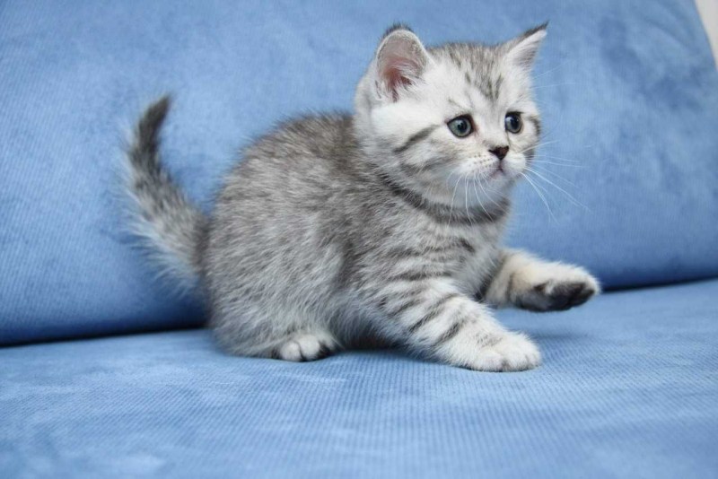 Котёнок шотландский прямоухий мраморный