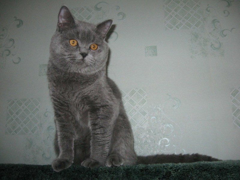 Шотландский кот прямоухий табби