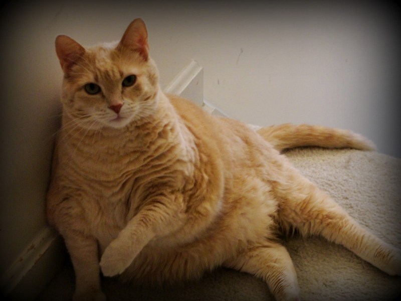 Жирные рыжие коты