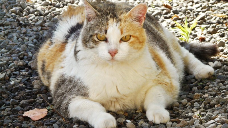 Ожирение у кошек