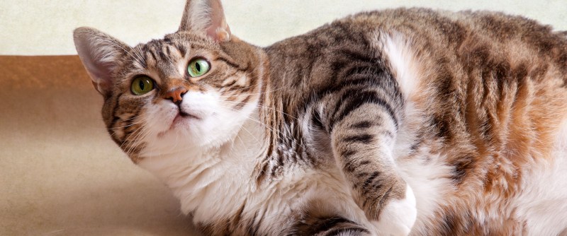 Котик с ожирением