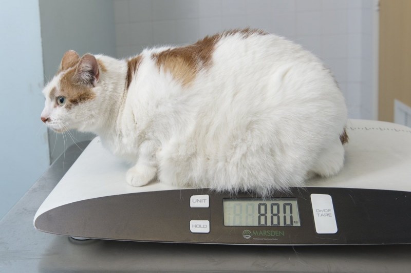 Ожирение у кота