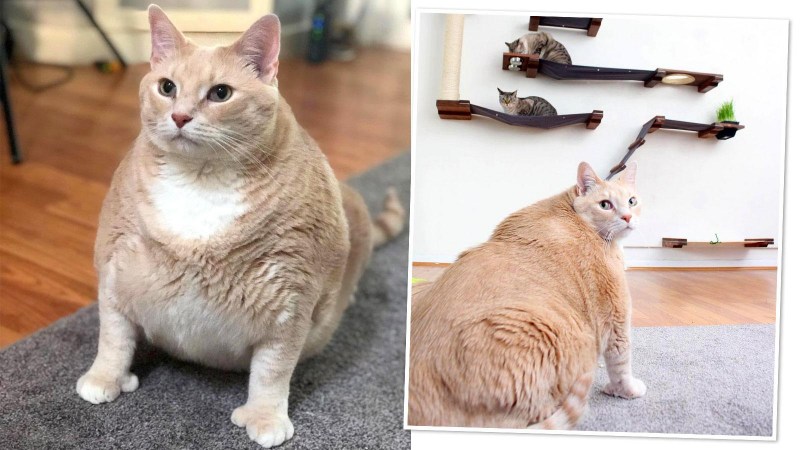 Коты с кошачьей мятой