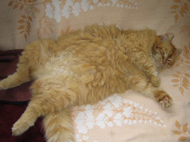Ожирение у кота