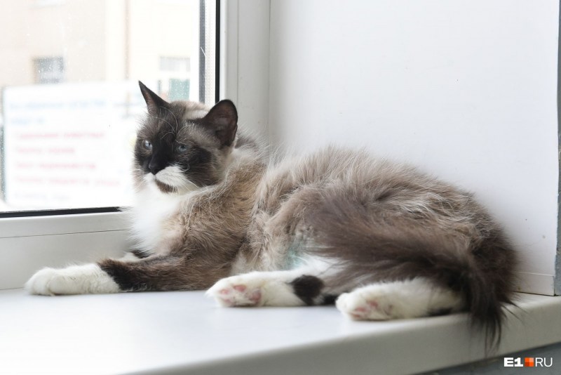 Сибирский голубая кошка короткошерстная
