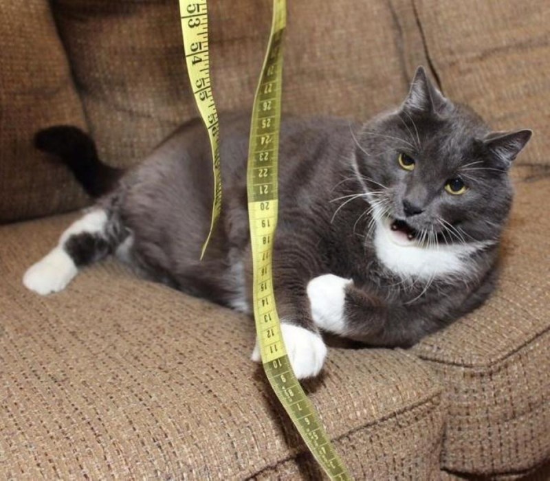Кот похудел