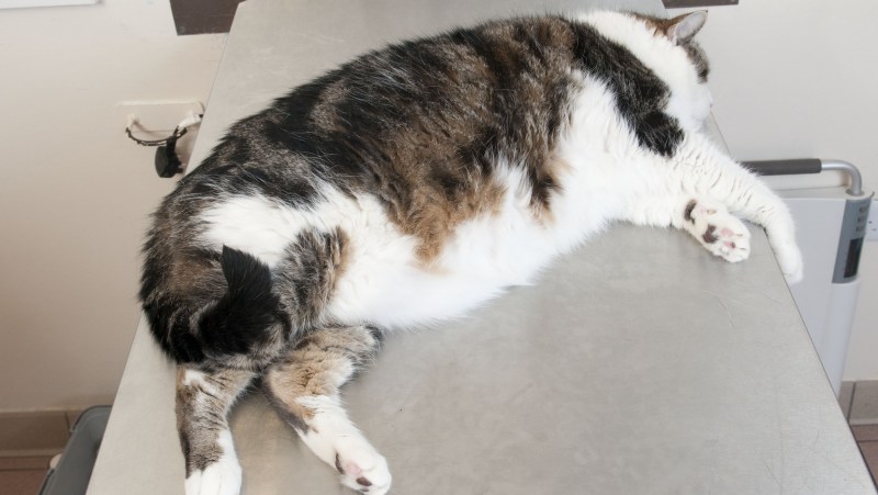 Ожирение у кота
