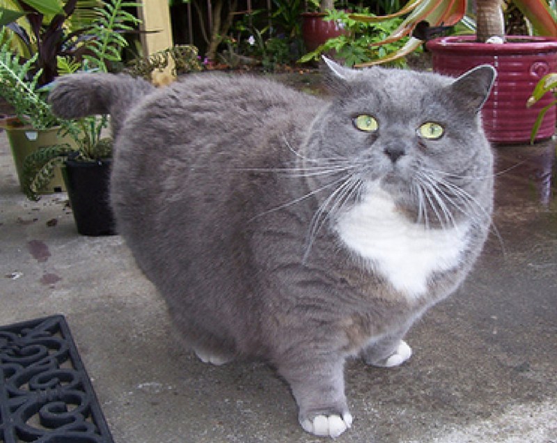 Самый толстый британский кот