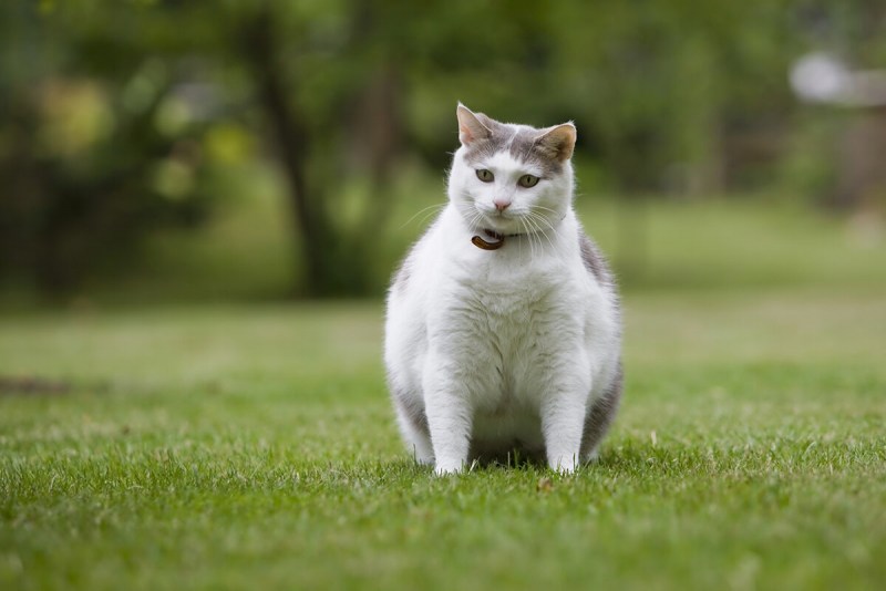 Ожирение у кошек