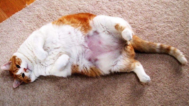 Котик с ожирением