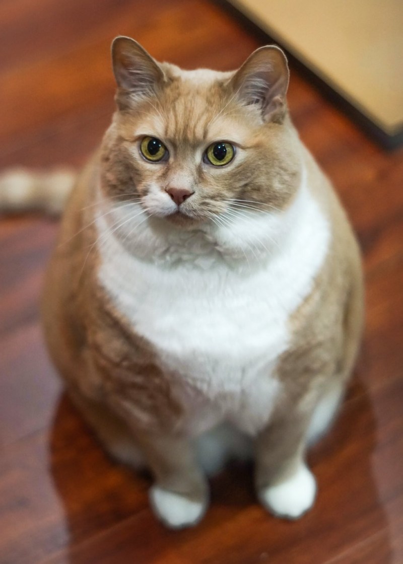 Ожирение у котенка