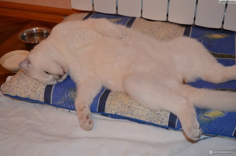 Жирная кошка