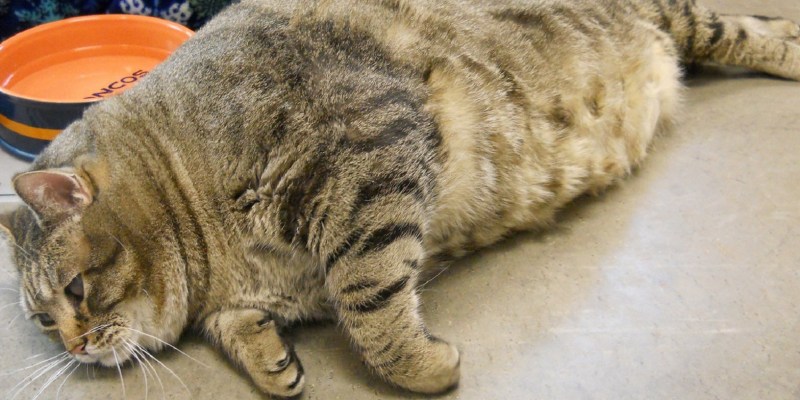 Самые толстые коты