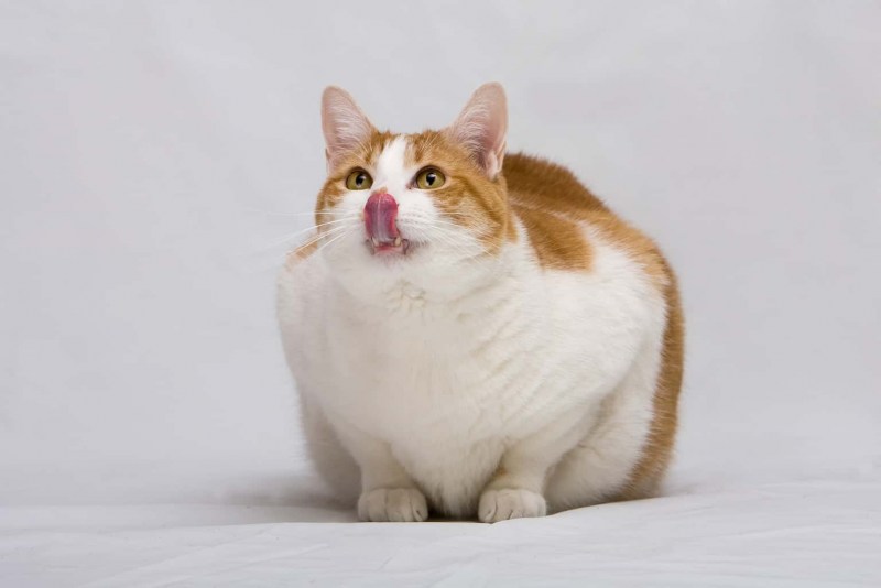 Оранжевая жирная кошка