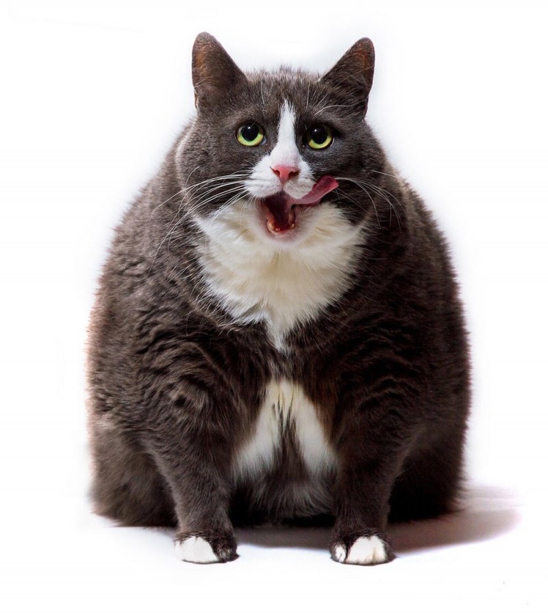 Жирный кот
