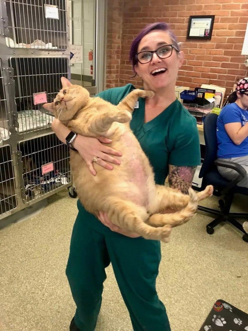 Толстый кот у ветеринара