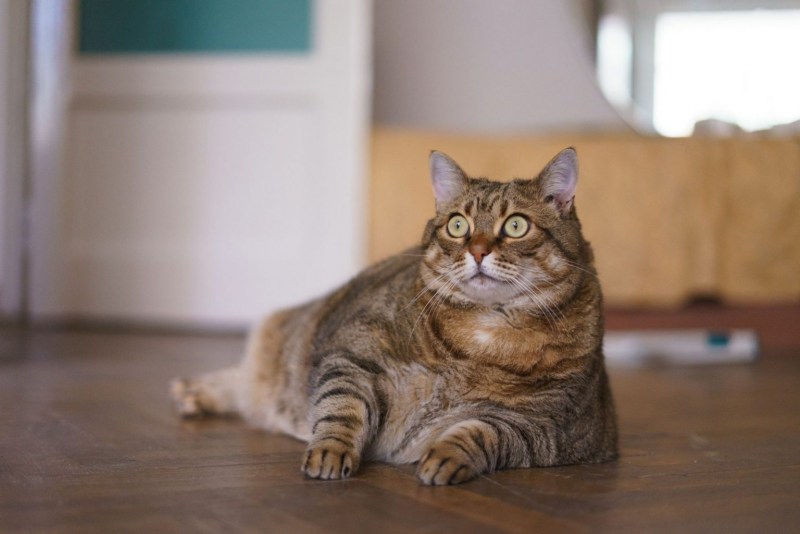 Ожирение у кошек
