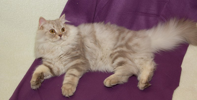 Шотландский кот прямоухий коричневый длинношерстный