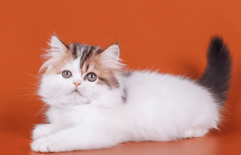 Британская длинношерстная прямоухая кошка