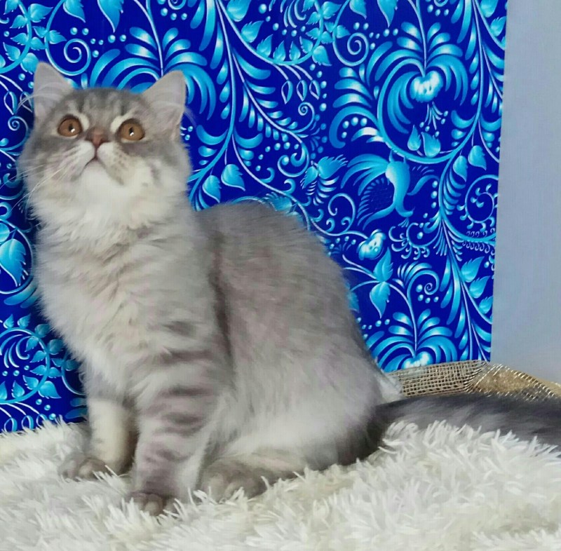 Скоттиш фолд шиншилла прямоухая