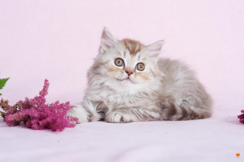 Британская длинношерстная прямоухая кошка