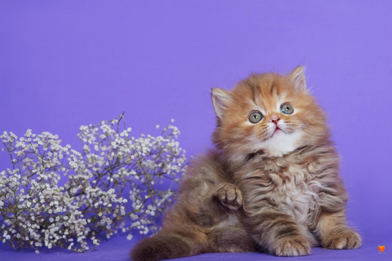 Рыжий шотландский кот хайленд страйт