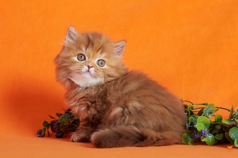 Шотландский длинношерстный прямоухий дымчатый кот