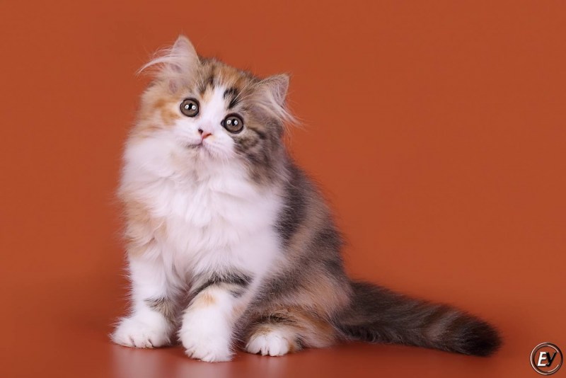 Шотландская вислоухая кошка хайленд фолд
