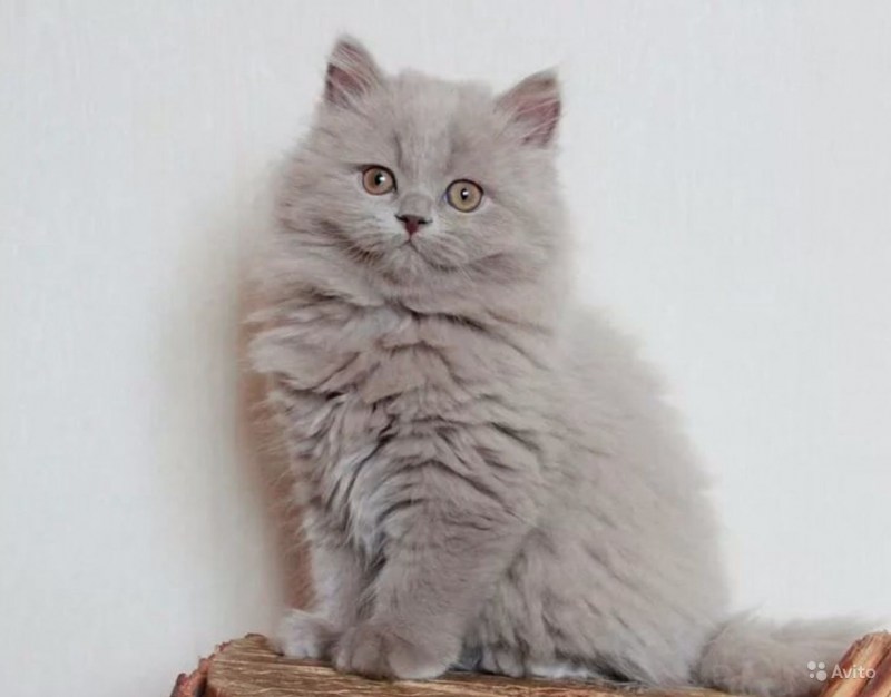 Хайленд страйт котята