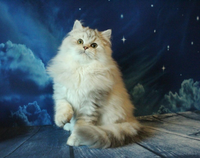 Хайленд страйт котята
