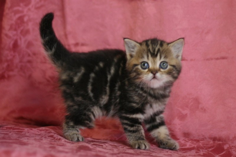 Шотландская кошка прямоухая мраморная