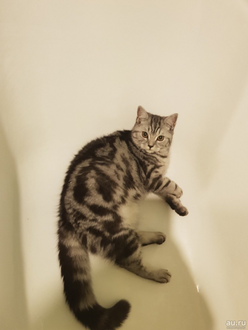 Шотландский котенок прямоухий серый