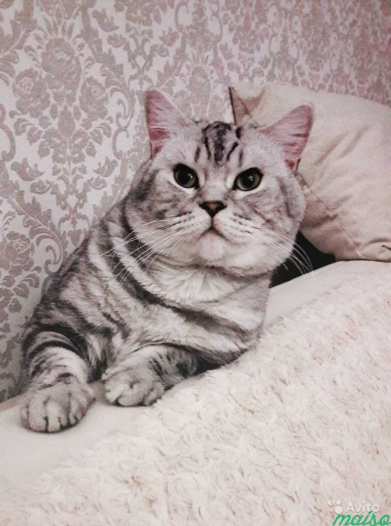 Шотландец котенок прямоухий мраморный
