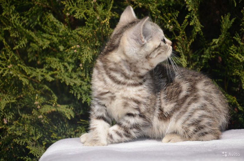 Шотландская прямоухая кошка мрамор