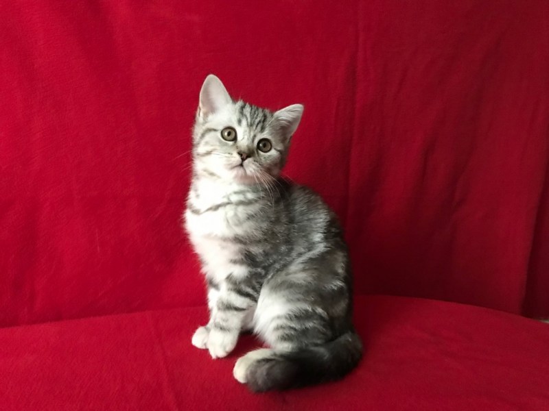 Шотландская прямоухая кошка мрамор