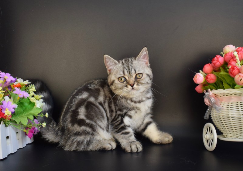 Котенок шотландский прямоухий мраморный на серебре