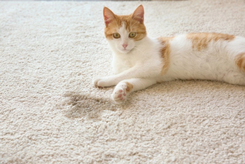 Котенок на ковре
