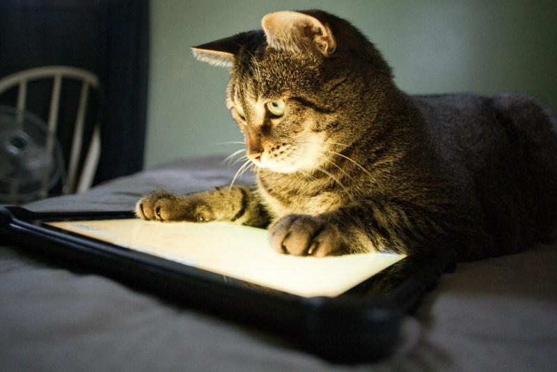Коты и компьютеры